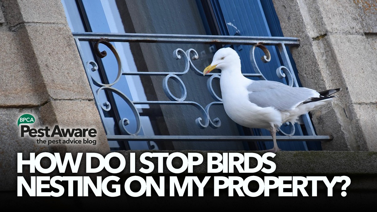 pestaware-how-do-i-stop-birds-nesting-on-my-property-hero2 pestaware-how-do-i-stop-birds-nesting-on-my-property-hero2